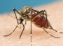 Zika vaccine: Tests undergone by U.S. health researchers